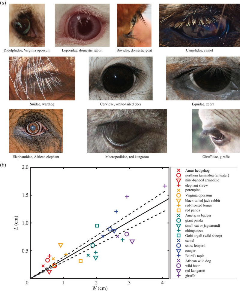Illustration for article titled There Is A Mathematical Formula That Dictates How Long Your Lashes Are